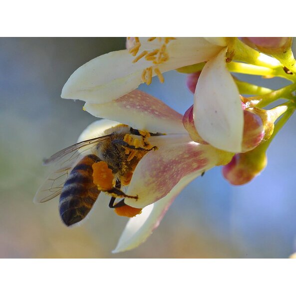 Manuka_Neuseeland 2.jpg