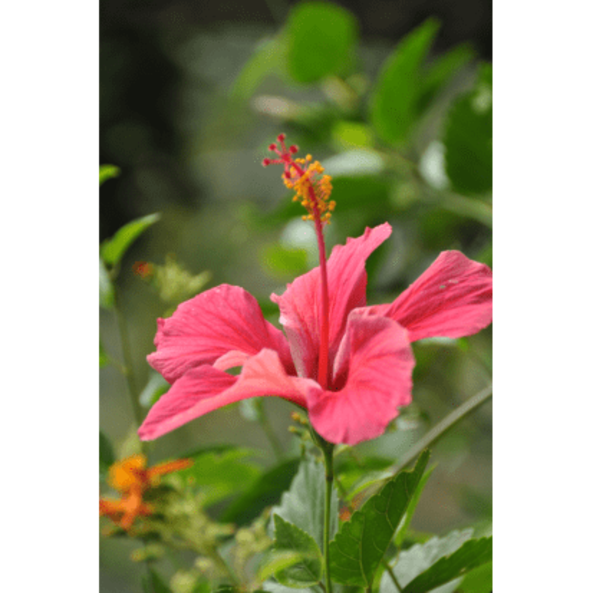 hibiskus_pflanze_mexico-1.jpg_w413.png